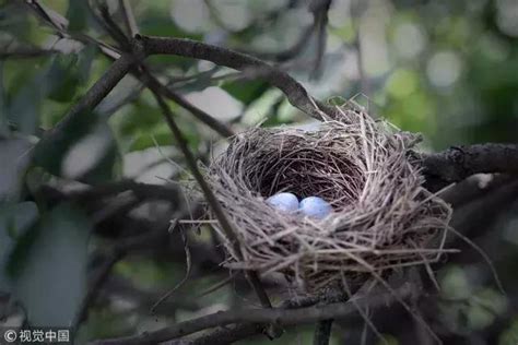 家裡築鳥巢|【鳥在家裡築巢】鳥兒築巢在自家！是福是禍？專家曝。